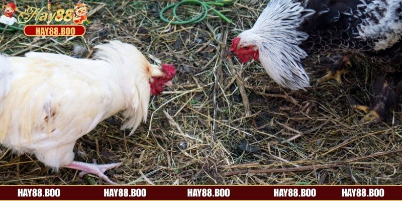 Tổng hợp các thể loại cá độ đá gà tre đang có mặt tại HAY88 trực tuyến