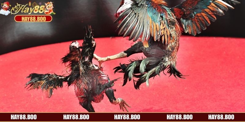 Bật mí cách thức chơi đá gà tre cực đơn giản tại sòng bạc