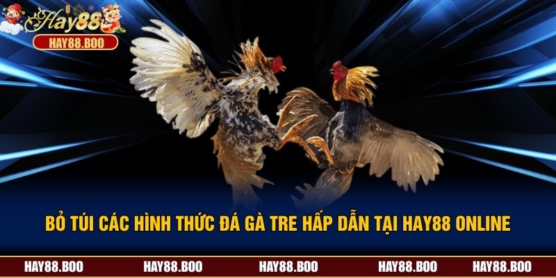 Bỏ Túi Các Hình Thức Đá Gà Tre Hấp Dẫn Tại HAY88 Online