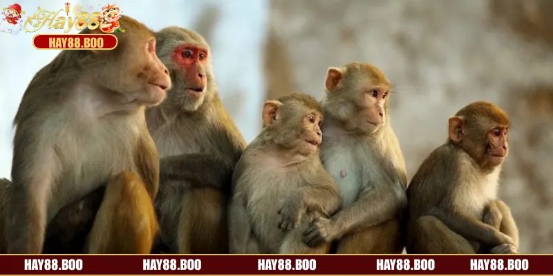 Giải mã giấc mơ thấy khỉ cho những ai chưa nắm được