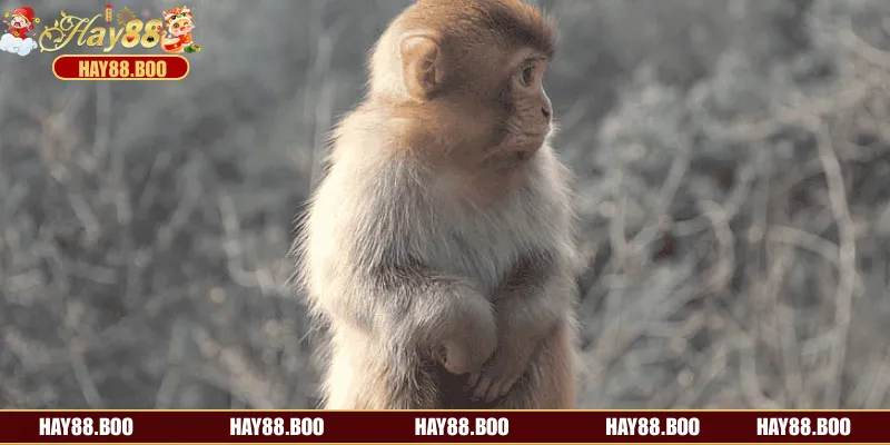 Một vài chiêm bao nằm mơ thấy khỉ phổ biến nhất hiện nay