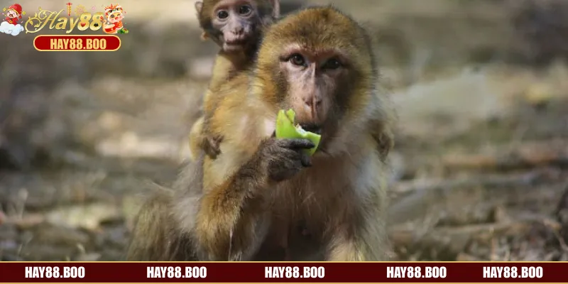 Những con số may mắn khi nằm mơ thấy khỉ